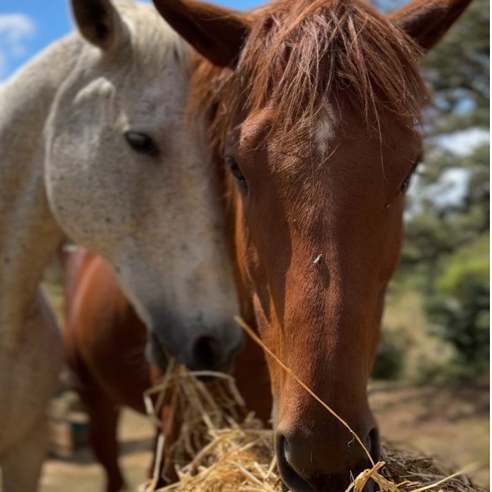 Pferde in inniger Verbindung – Begleitung für neue Nähe und Verbindung für Paare in der Krise