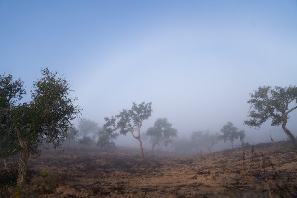 Landschaft im Alentejo im Nebel. Sinnbild für innere Arbeit und Wachstum