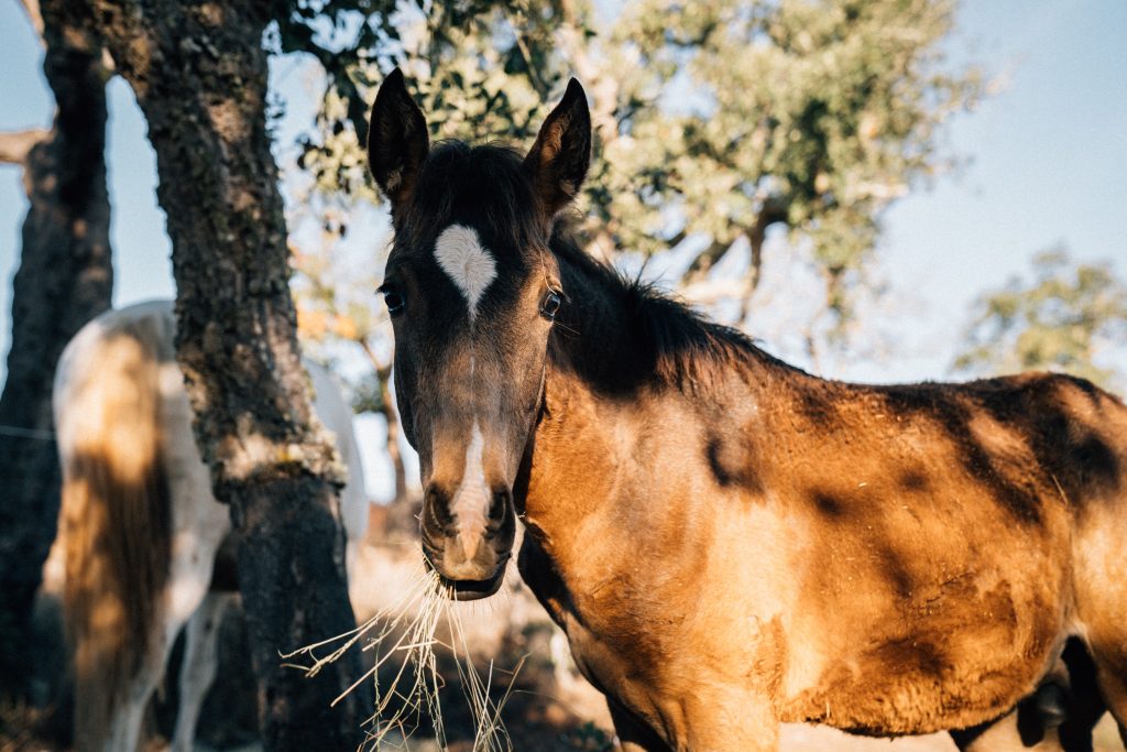 Junges Fohlen mit offenem Blick – Symbol für das verletzliche, lebendige innere Kind in der Anteile-Arbeit, IFS