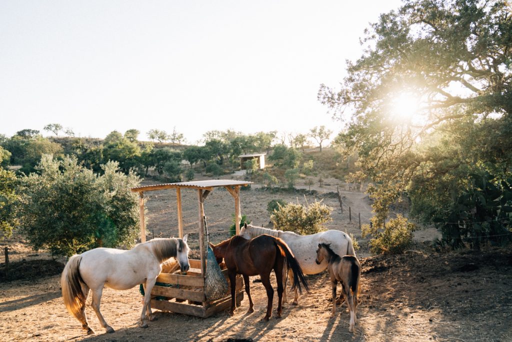 Fohlen in der Herde im Abendlicht im Alentejo. Sinnbild für Neubeginn Retreat in Portugal